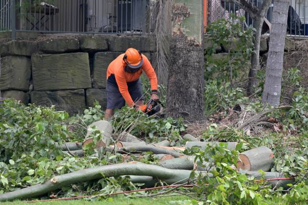 Professional Tree Service in Auburn, WA